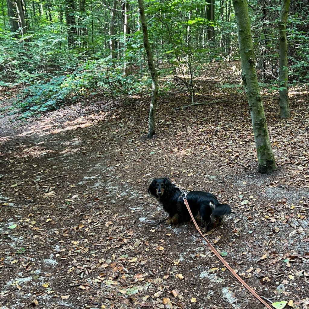 hoe een wandeling invloed heeft